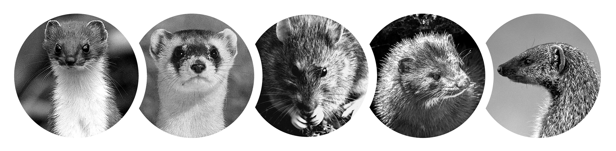 target species