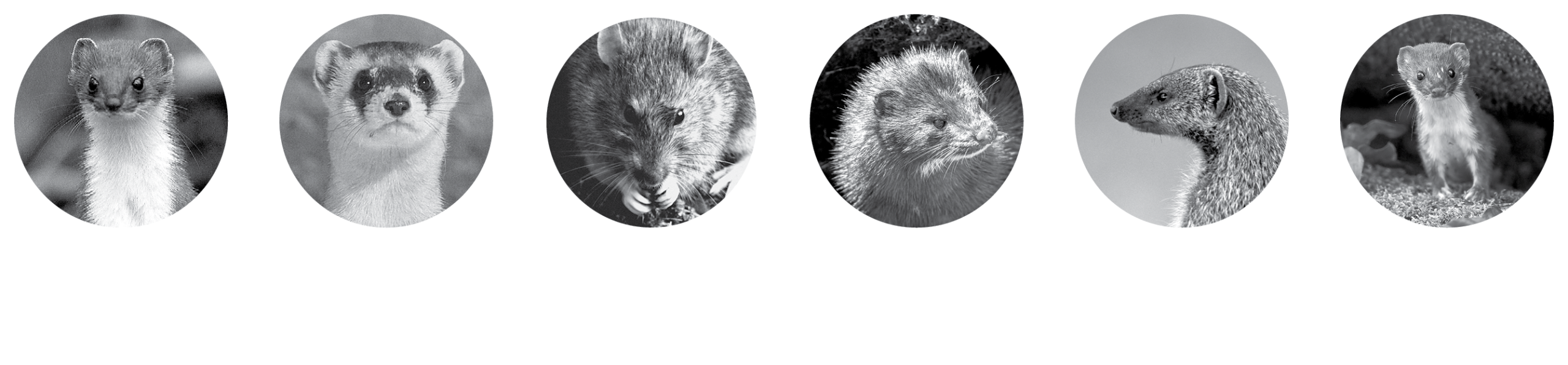 new target species